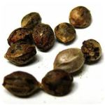 Семена марихуаны АК-47  (Seeds AK-47) в Поворино